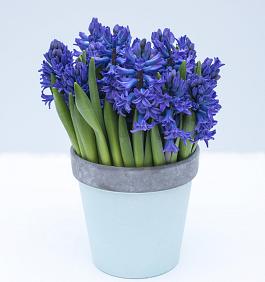 Blue Trophy® 7