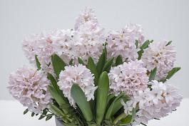 China Pink 5