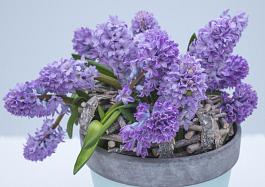 Purple Star® 4