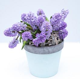 Purple Star® 3