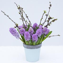 Splendid Cornelia 1