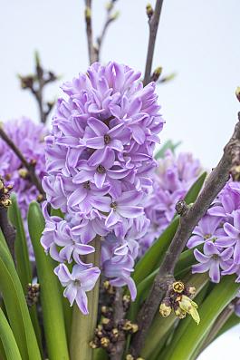 Splendid Cornelia 0