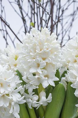 White Ideal® 13