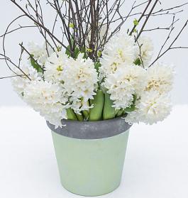 White Ideal® 12