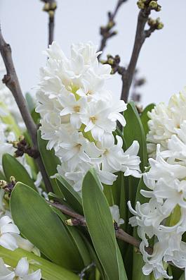 White Ideal® 11