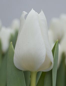Beauty of White® 1