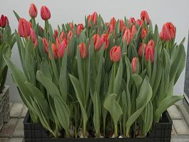 Orange Westfrisian® 17