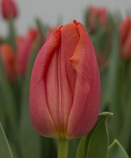Orange Westfrisian® 16