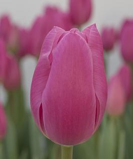 Pink Twist® 3
