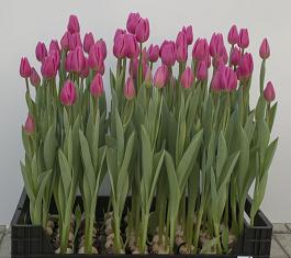 Pink Twist® 2