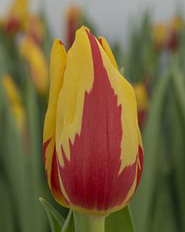 Topflame 0