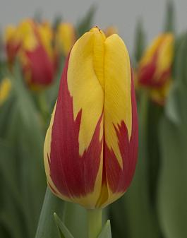 Topflame 19