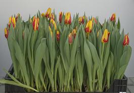 Topflame 17