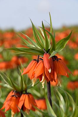 Orange Beauty® 2