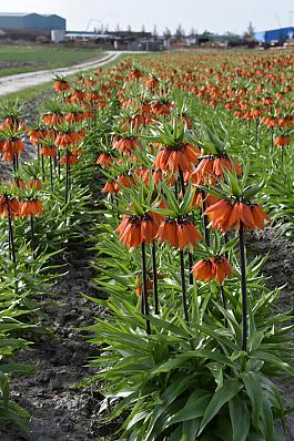 Orange Beauty® 1