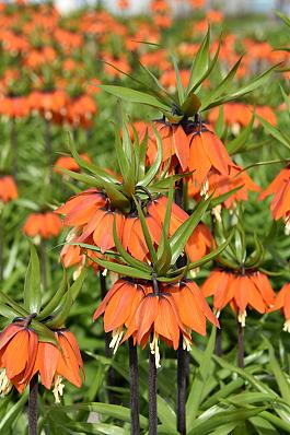 Orange Beauty® 0