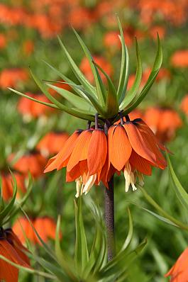 Orange Beauty® 18
