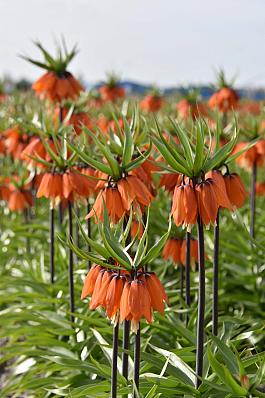 Orange Beauty® 17