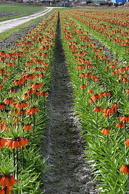 Orange Beauty® 16