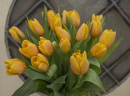 Dutch Pride® 4