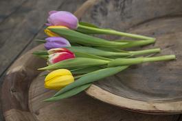 Remarkable Tulips mix 1