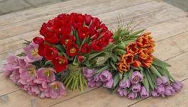 Remarkable Tulips mix 0