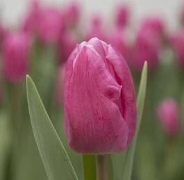 Jumbo Pink® 4