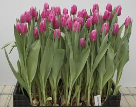 Jumbo Pink® 3