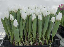 Beauty of White® 6