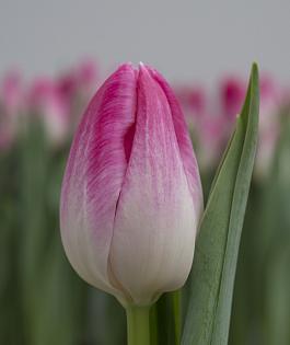 Bolroyal Pink® 3