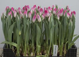 Bolroyal Pink® 2