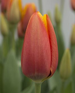 Dafeng® 4