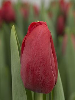 Delta Red® 0