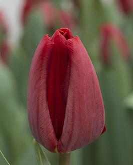 Heleen Valstar 15