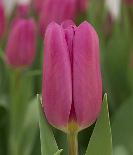 Pink Marlene® 9