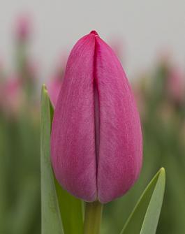 Tineke van der Meer® 12