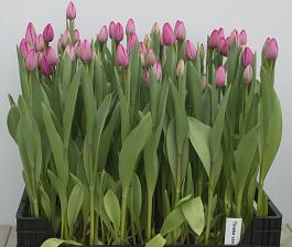 Tineke van der Meer® 11