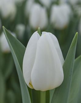 White Stone 19