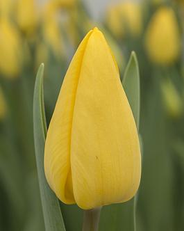 Yellow Master® 18