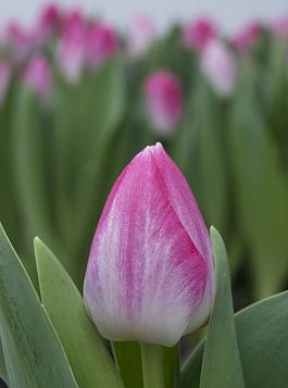 Accolade 7