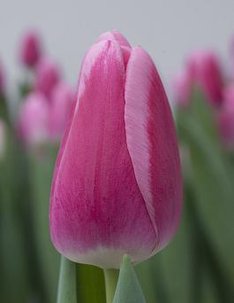 Dutch Delight® 18