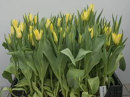 Florijn Chic 3