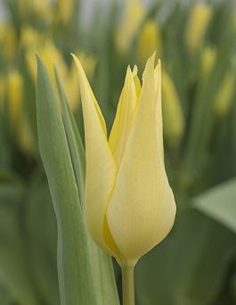 Florijn Chic 2