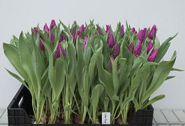 Lilac Cup 2