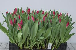 Pink Cup 11