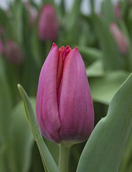Pink Pajado 10
