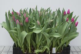 Pink Pajado 9