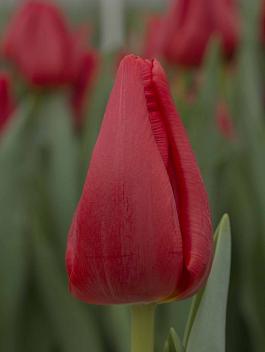 Red Westfrisian® 0