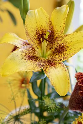 Yellow Brush® 14