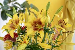 Yellow Brush® 11